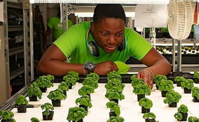 Young man observing hydroponic farm