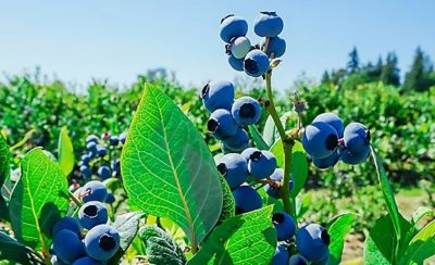 blueberry field