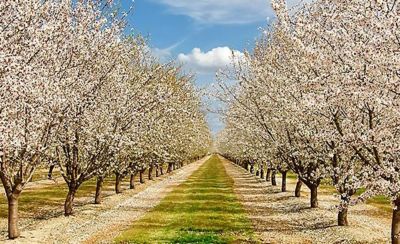 row of almond trees