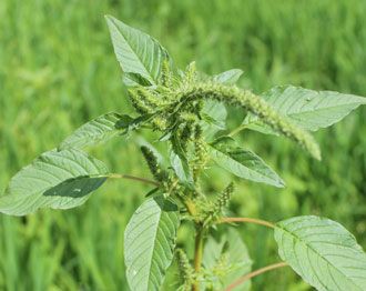 Palmer amaranth