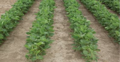 Soybeans with Enlist E3 trait