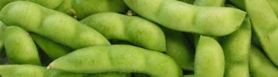 Soybean