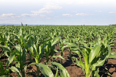 Spintor_GR_Header_DE