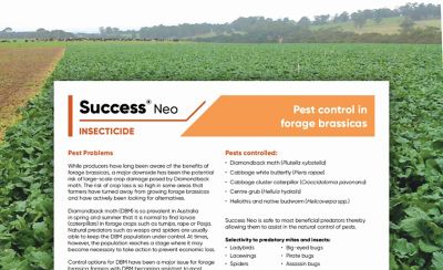 Success Neo Forage Brassica note