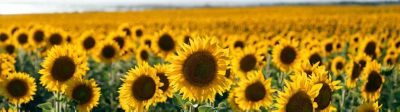 Sunflower_1440x400_campo_girasoles.jpg
