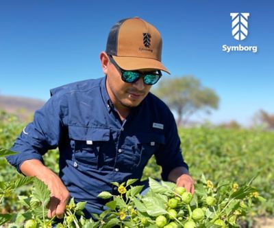 Symborg employee in field