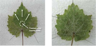 leaf sample side by side