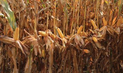 Mısırda Ezber Bozan Teknoloji P15382