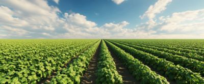 Potato crop