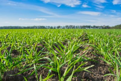 Buğdayda Verben® Farkı