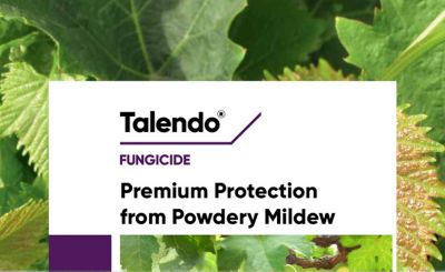 Talendo - Powdery Mildew in Cucurbits