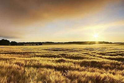 Food Sovereignty: Food Sustainability and the Balance to Feed the World