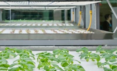 indoor farming scene