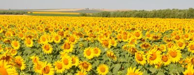 Termeszeteseredetuvetomagkezelesitechnologia002