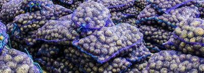 The Right Calories Potatoes