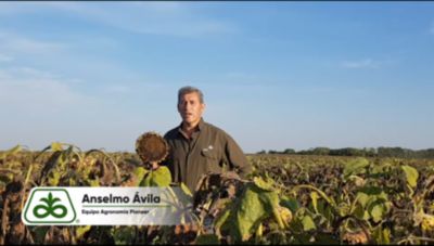 Phnopsis Cancrotallo Girasol Buenos Aires