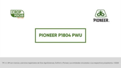 Maiz Semilla Agronomia Híbrido