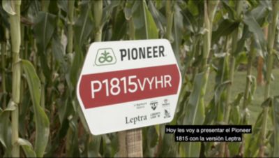 Maiz Semilla Agronomia Híbrido 