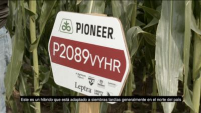 Maiz Semilla Agronomia Híbrido