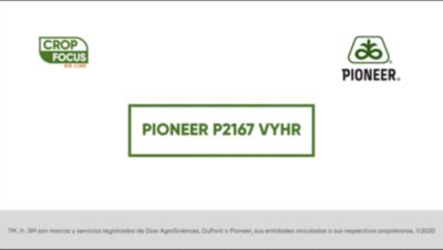 Maiz Semilla Agronomia Híbrido