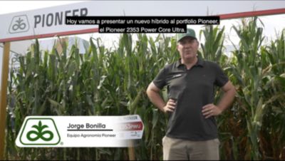 Maiz Semilla Agronomia Híbrido