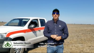 Agonomo Maiz Pioneer Chinche Plaga