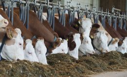 Bessere Faserverdaulichkeit