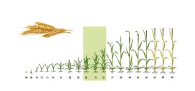 Toepassing in graan tussen einde uitstoeling een twee knoop stadium. 