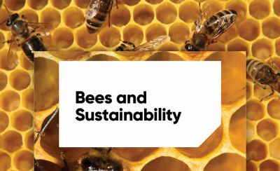 Transform Isoclast Bees and Sustainability