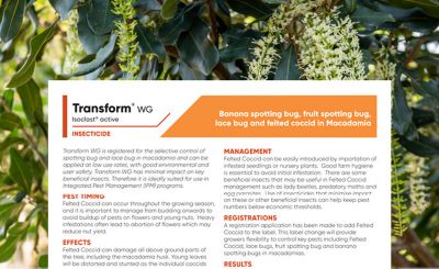 Transform WG - Felted Coccid in Macadamia