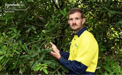 Beneficial insects controlling pests on Macadamia orchards