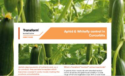 Transform Aphid & Whitefly Control in Cucurbits