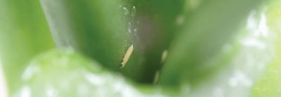 Actualiteiten tripsbeheersing in uien