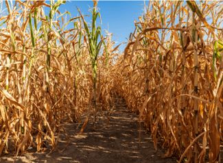 Trockenschaden Mais