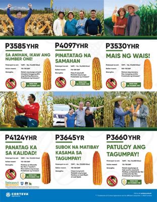 Types of Corn Hybrid Seeds