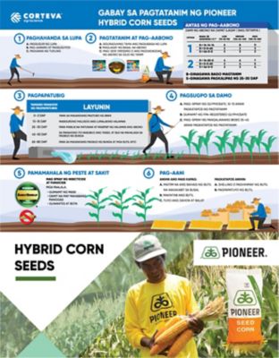 corn planting guide