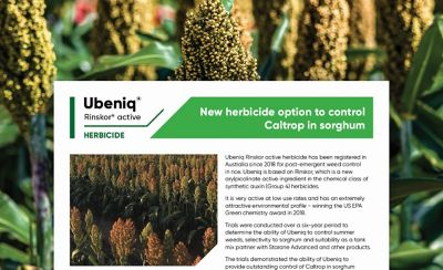 Ubeniq Rinskor active in Sorghum technote