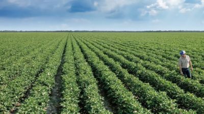 Understanding Bacterial Blight