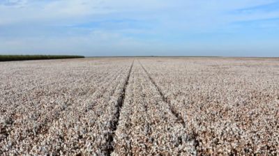 Understanding FOV Race 4