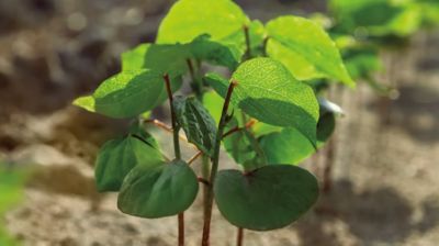 Understanding Reniform Nematode