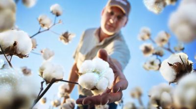 Understanding Root-Knot Nematode