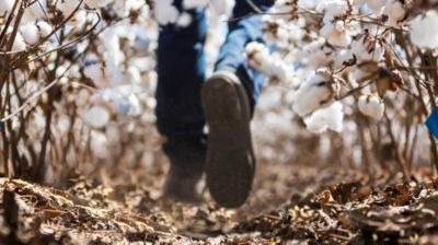 Understanding Verticillium Wilt