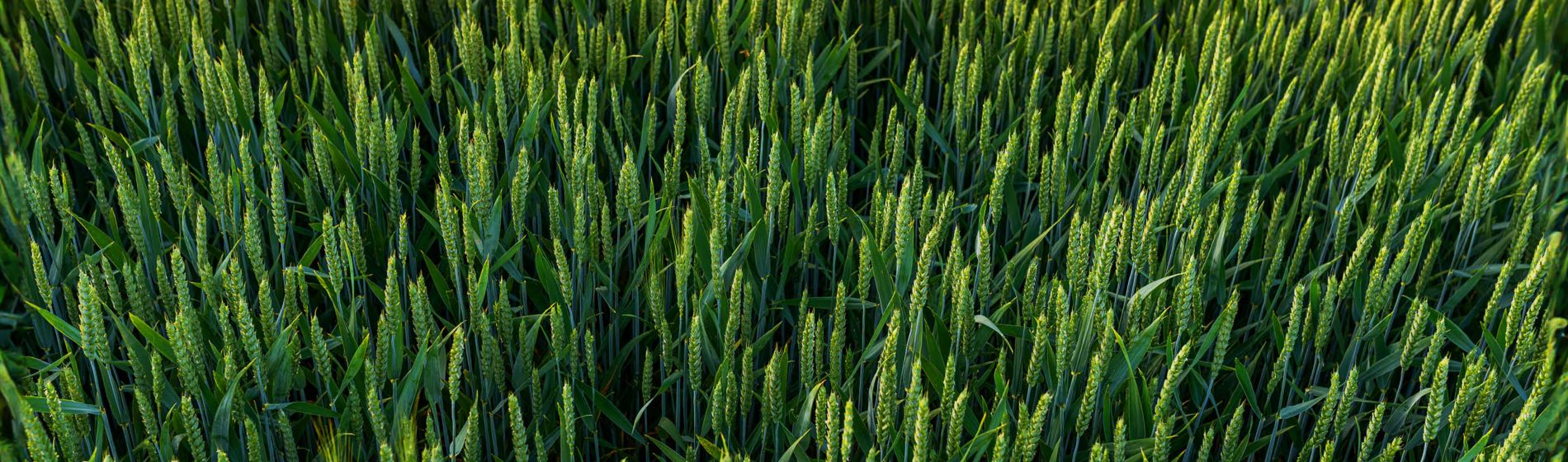 Wheat ears in flower