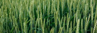 Utrisha N BlueN en cereales