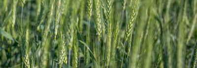 Utrisha_N_BlueN_graanII