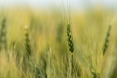 Utrisha N Vorteil 7 Stickstoffeffizienz und Nachhaltigkeit