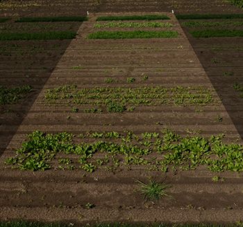 Pastures and Legumes Trial