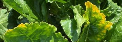 Vergeling_bieten_header