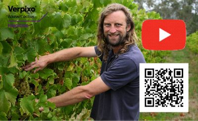 Verpixo in Winegrapes Video