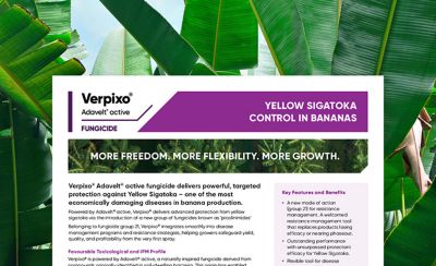 Verpixo technote on Yellow Sigatoka
